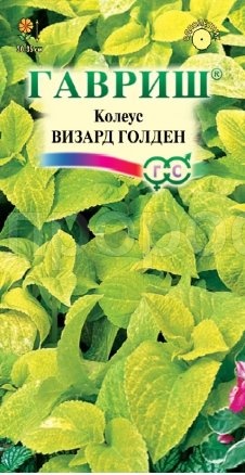 Колеус Визард Голден 4шт