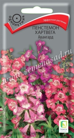Пенстемон Хартвега  Авангард 0,05 г