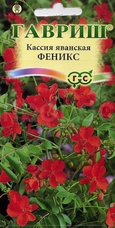 Кассия Яванская Феникс 3шт