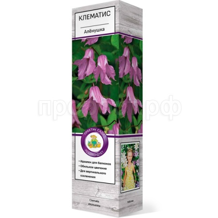 Саженцы Клематис (капер) Аленушка