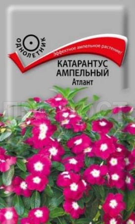 Катарантус ампельный Атлант 10шт
