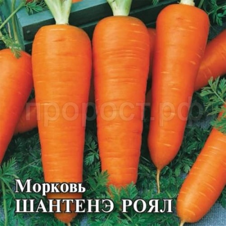 Морковь Шантенэ Роял 25 г