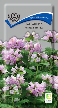 Котовник Розовая пантера 10шт Поиск