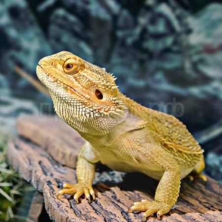 Бородатая агама (Pogona vitticeps)