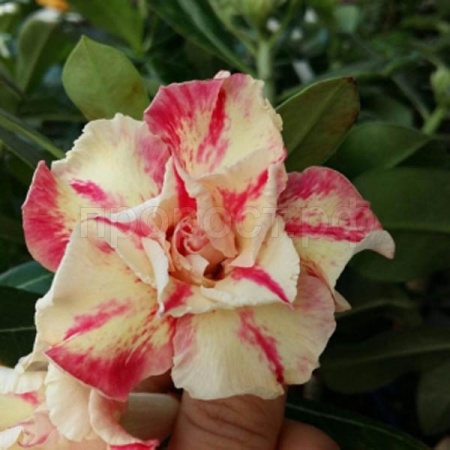 Адениум Mahatap DESERT ROSE 3шт